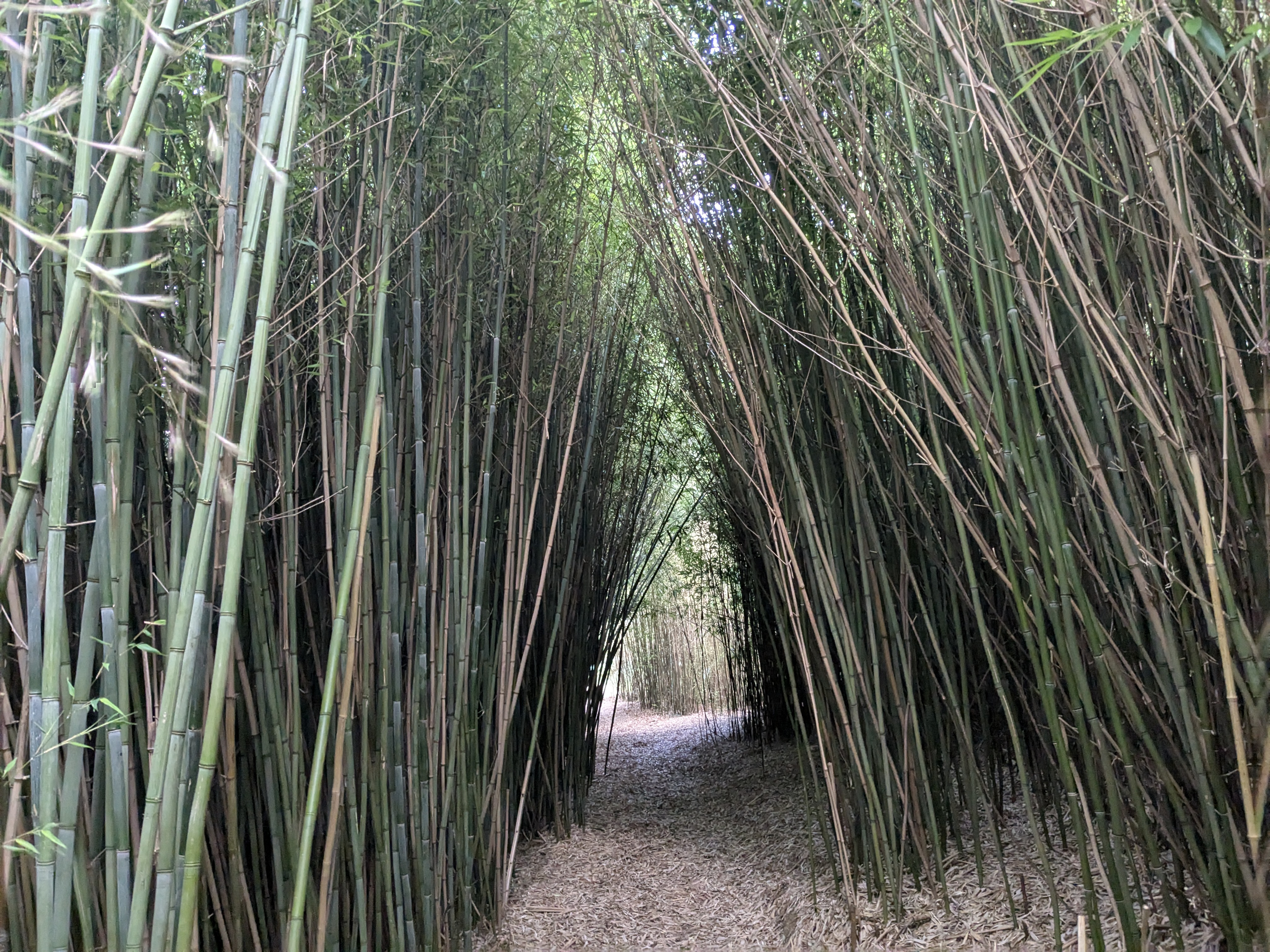 Bambouseraie près de la pointe du Dourven