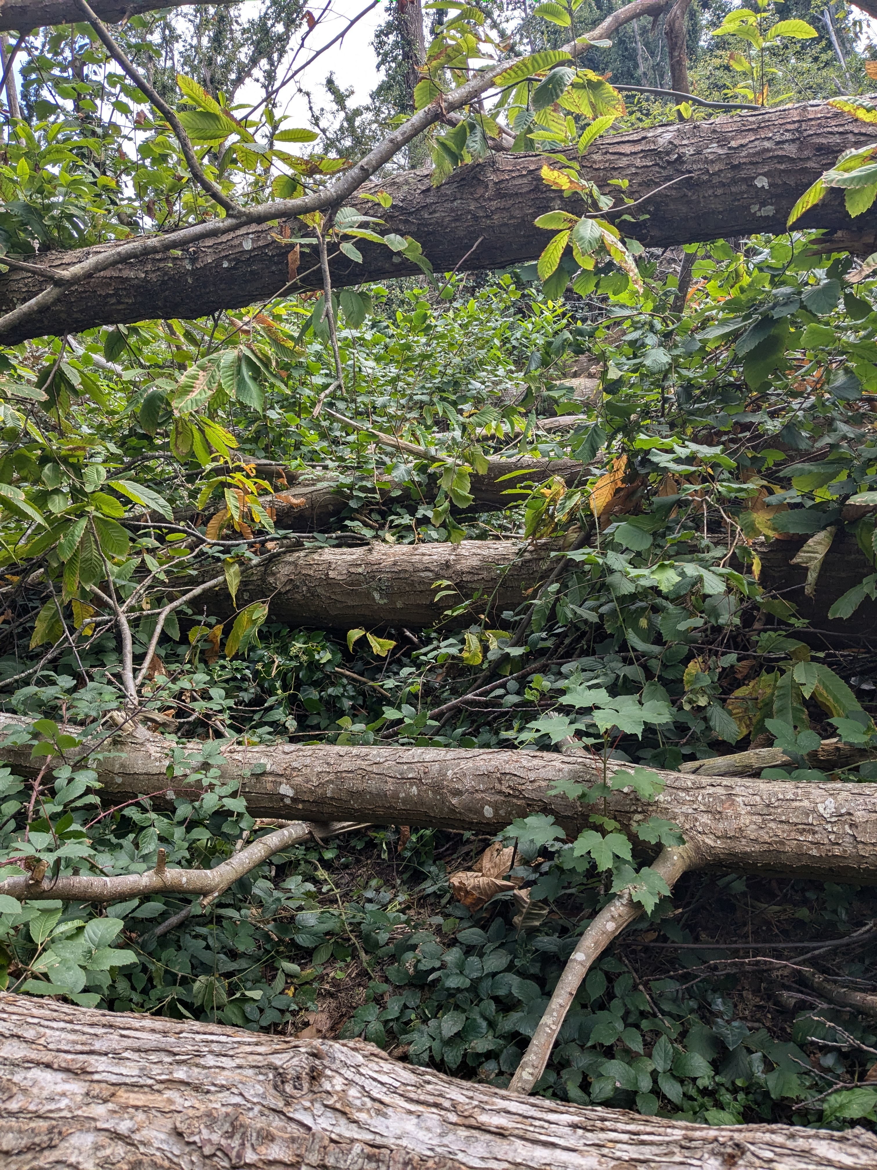 Dégâts de Ciaran sur l'estuaire du Léguer