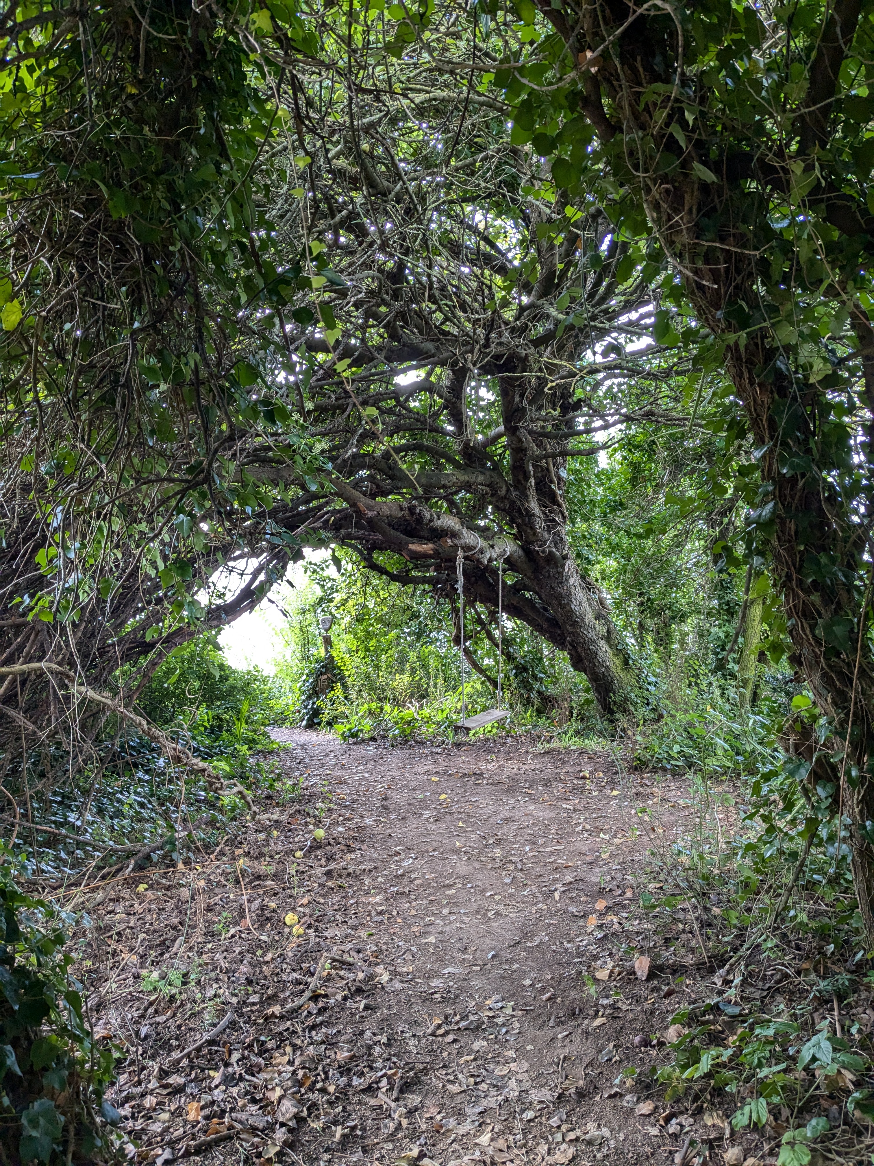 Arbre aux branches immenses et lierre
