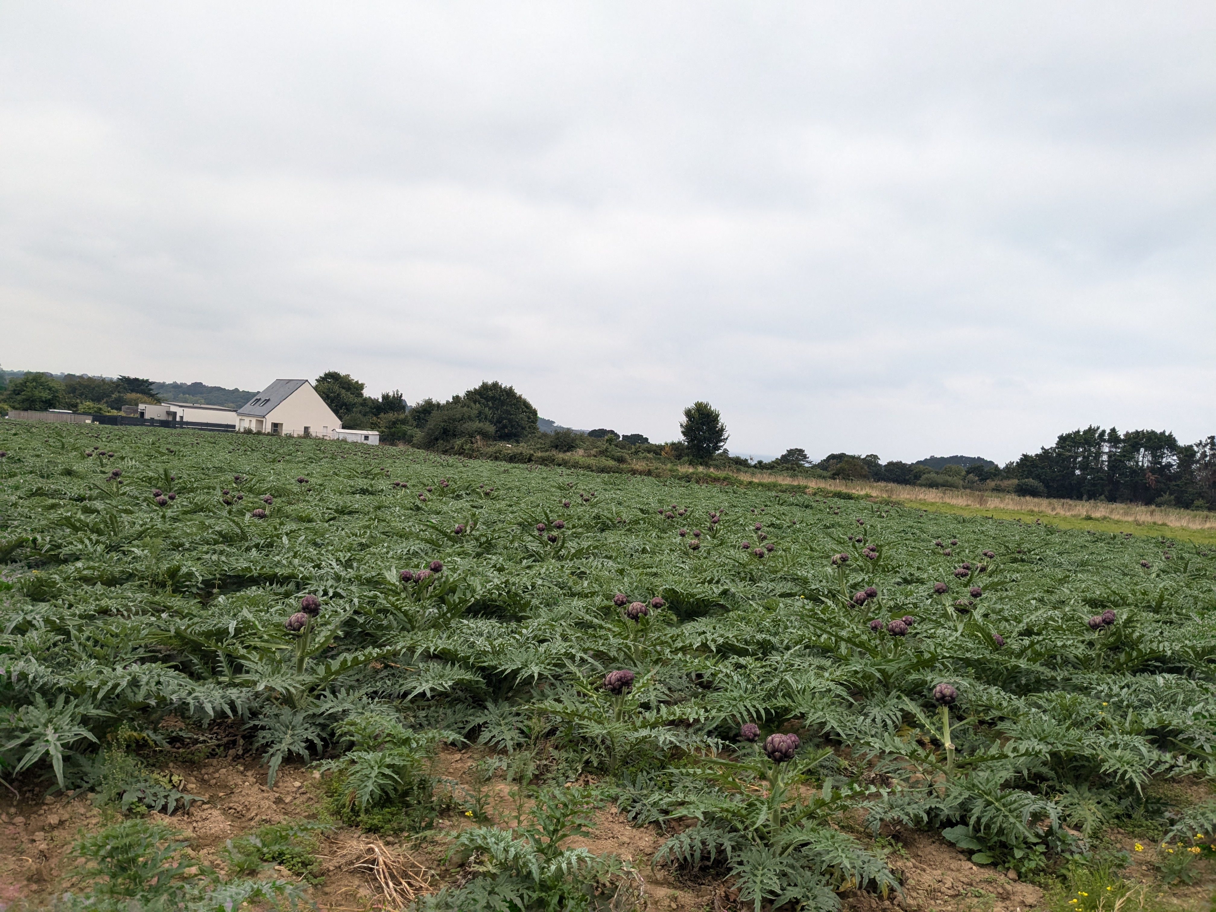 Champ d'artichauts