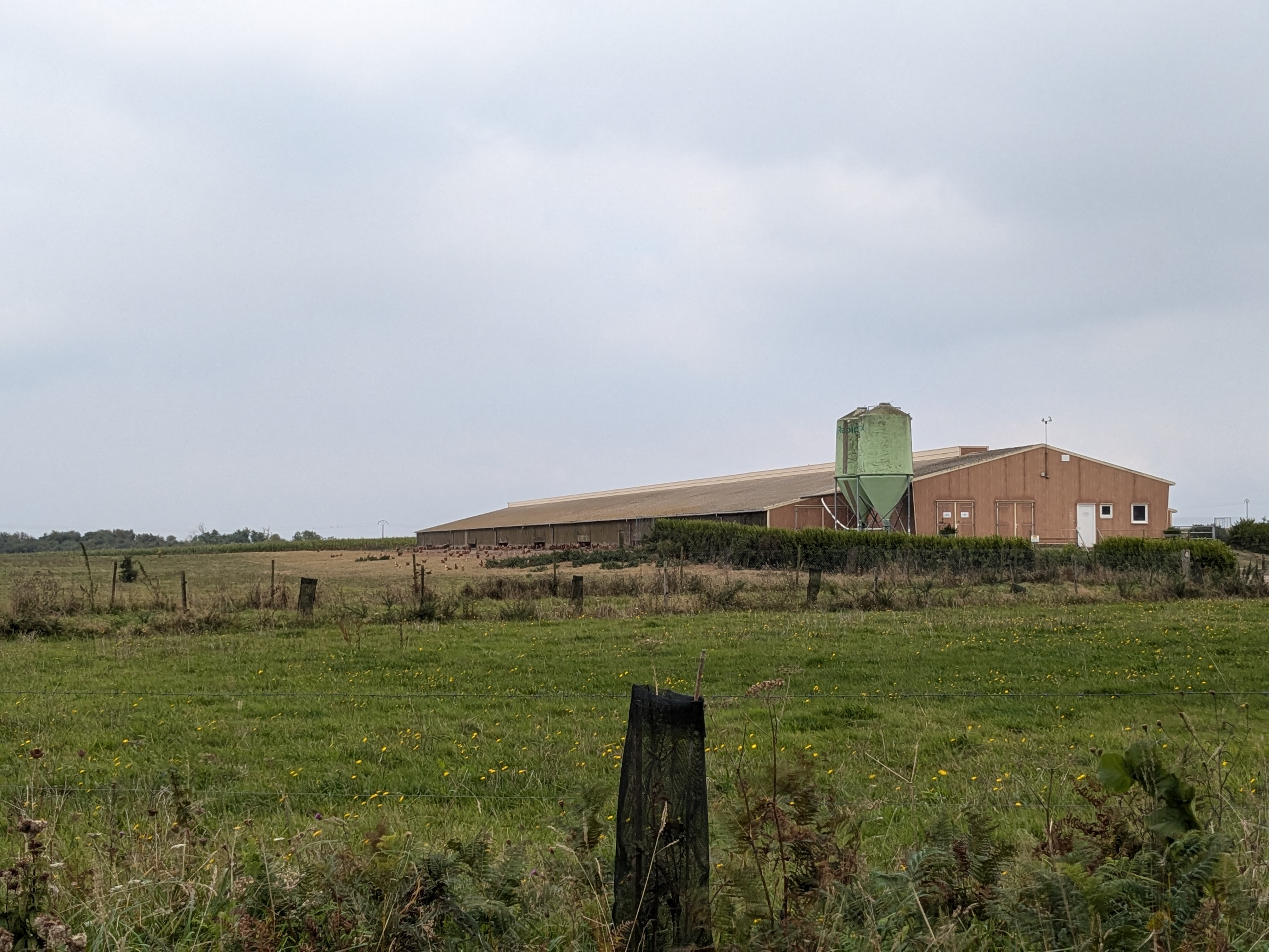 Poulailler - Chicken Run dans la vraie vie