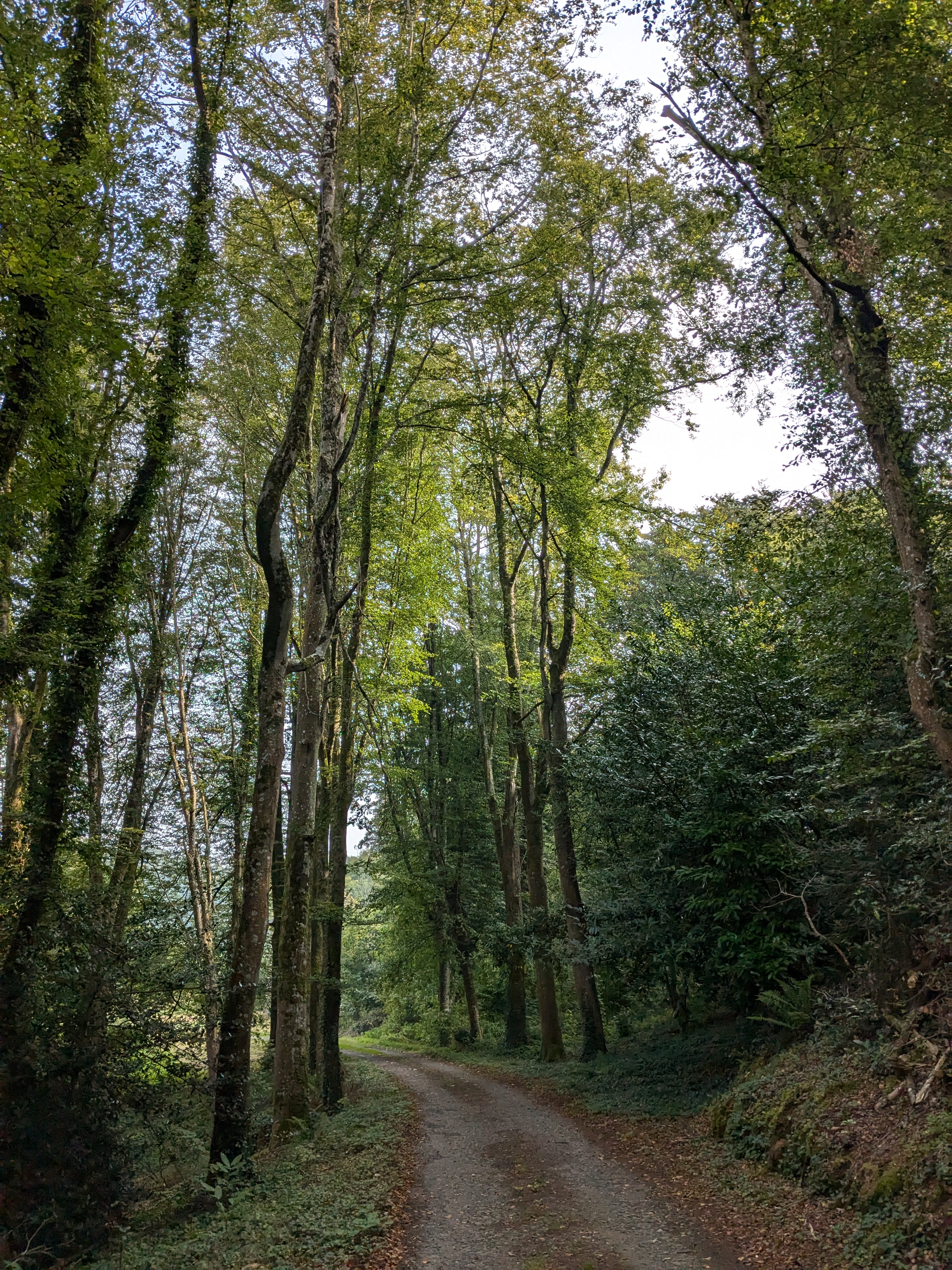 Forêt près de la pigeonnerie